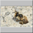 Andrena flavipes - Sandbiene w16b 9mm OS-Hasbergen-Lehmhuegel det.jpg